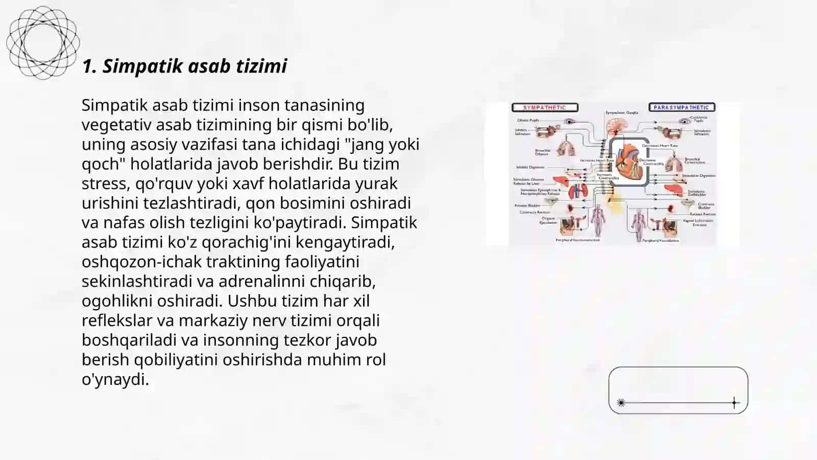 Simpatik asab tizimi 3
