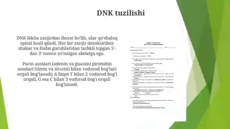 DNK strukturasi va replikatsiyasi. Oqsil biosintezi 3