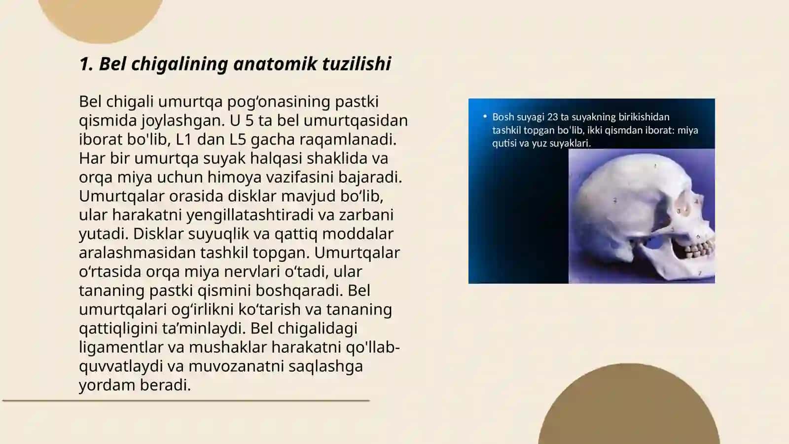 Bel chigali va dumgʻaza chigalining anatomik tuzilishi 3