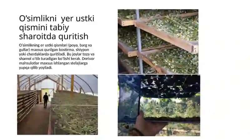 Dorivor o’simlik mahsulotlarini quritish usullari. 3