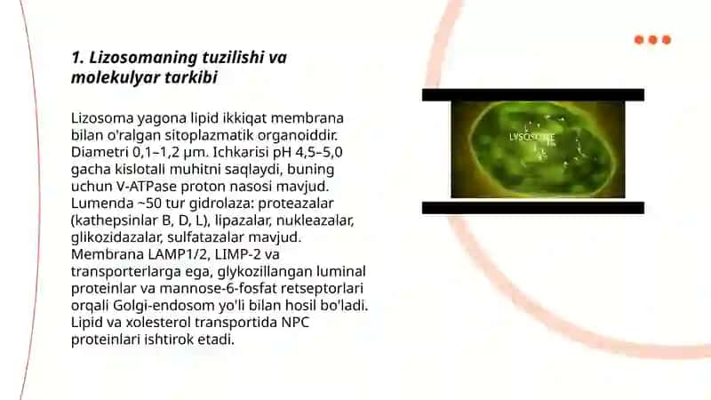 Sitoplazma organoidlari— lizosoma, sentrasoma, mikronaycha 3