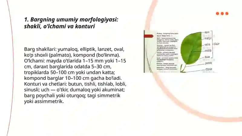 Bargning morfologik va anatomik tuzilishi funksiyasi 3