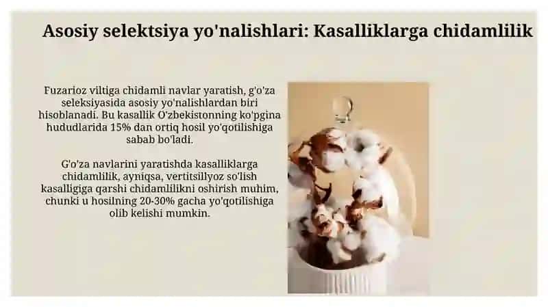Don navi seleksiyasining asosiy yo'nalishi 3