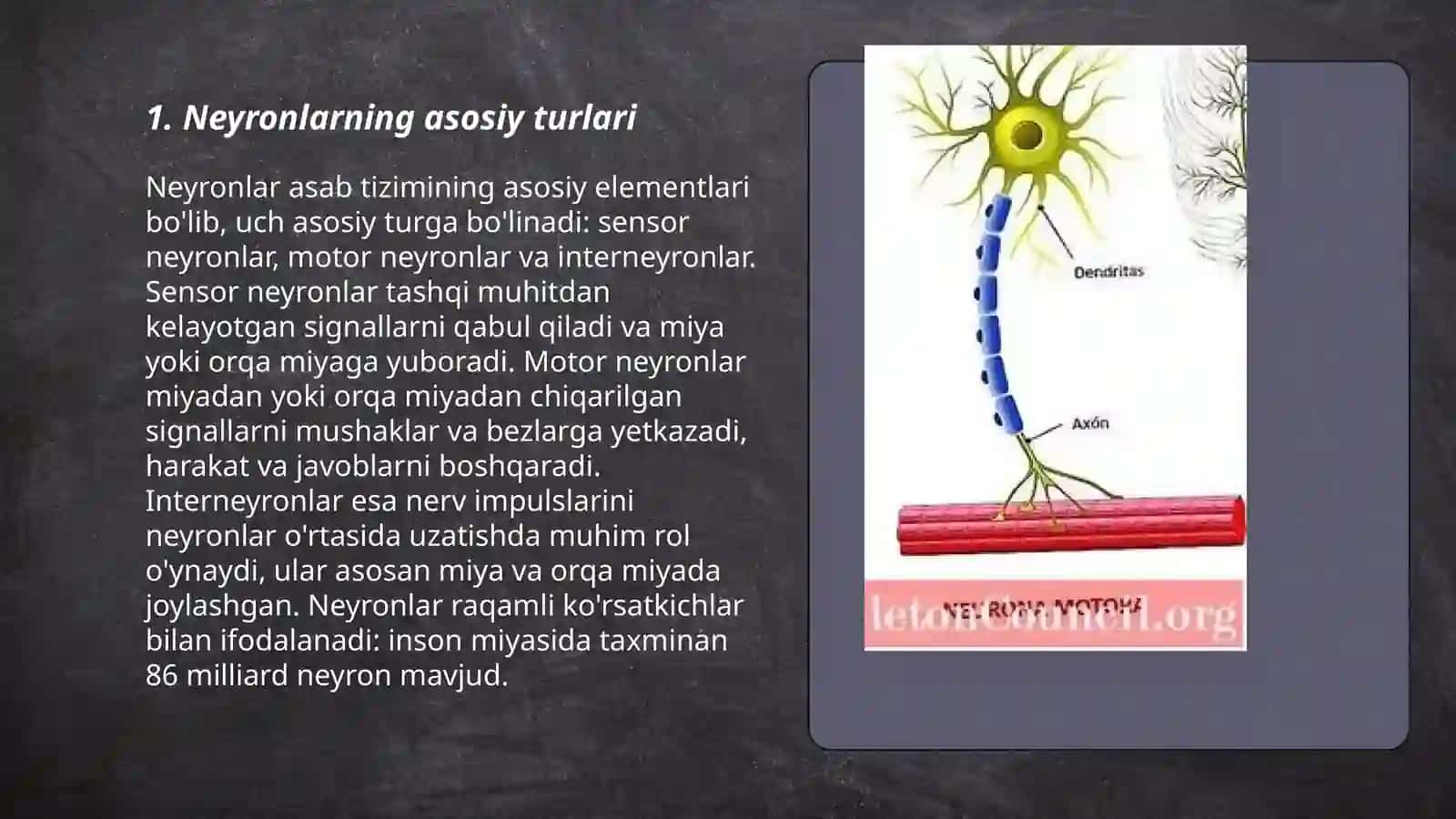 ORQA MIYANING HARAKATLANTIRUVCHI NEYRONLARINI TURLARI. ULARNING MORFOFUNKSIONAL XUSUSIYATLARI 3
