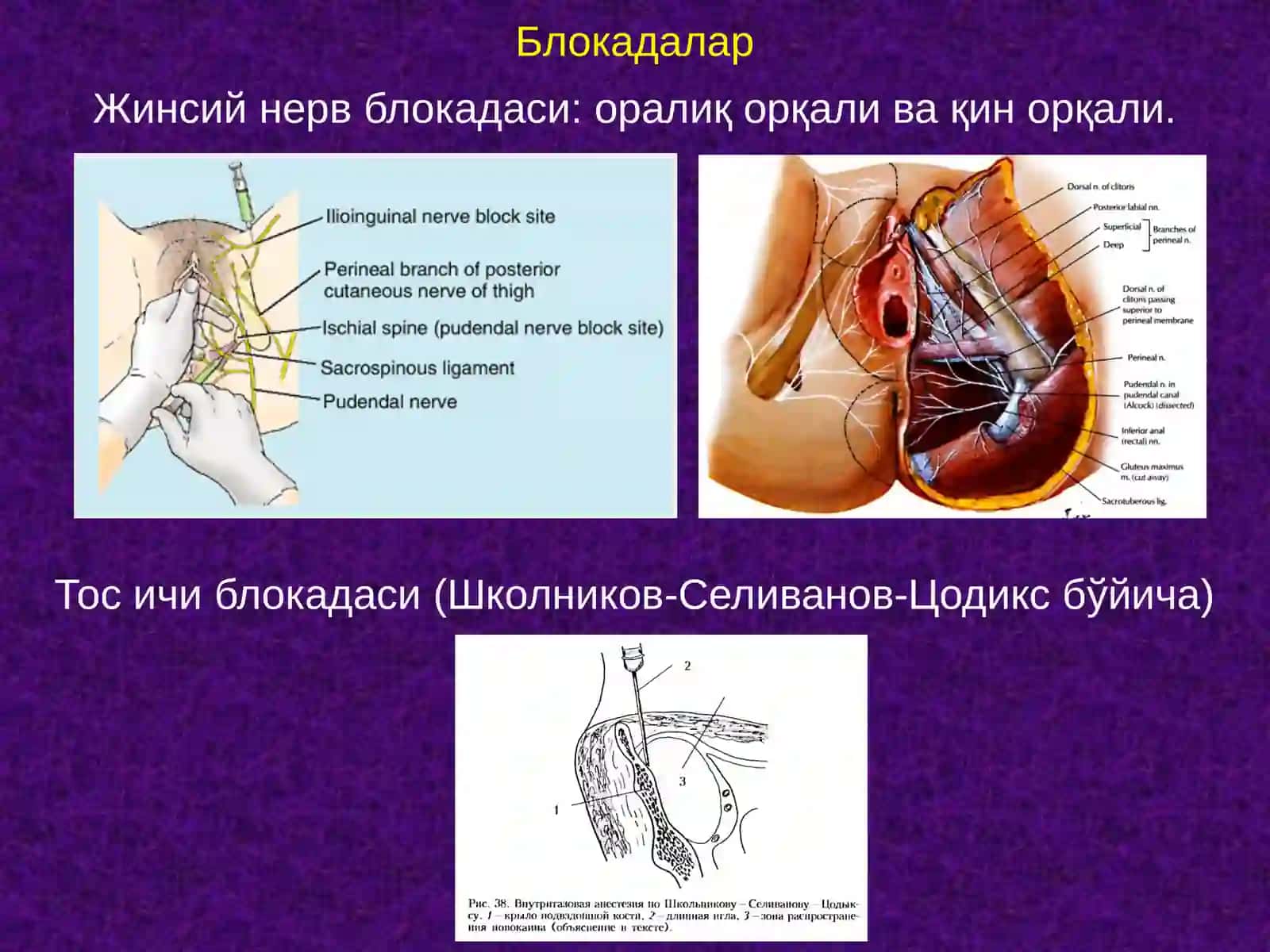 Оралиқ топографик анатомияси 3