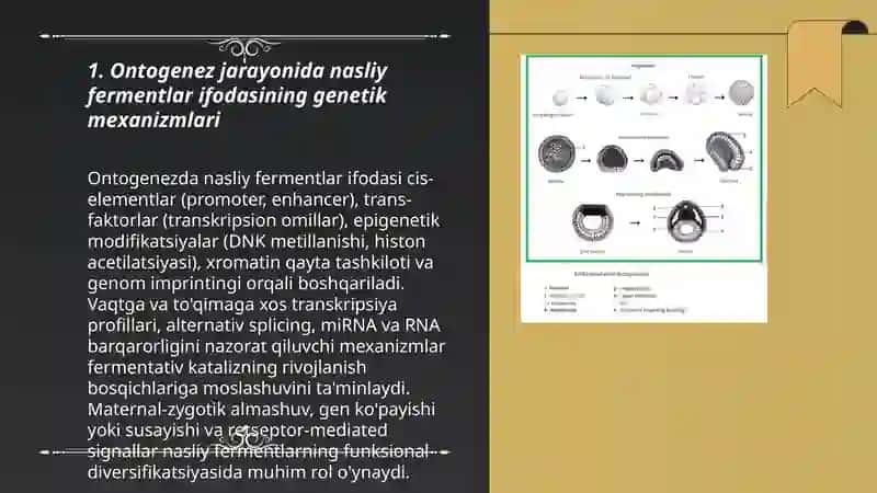 Ontogenez fermentlar faolligini boshqarilishning ahamiyati nasliy fermentlar 3