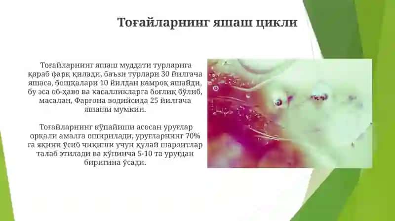 Gistalogiya fanidan 3