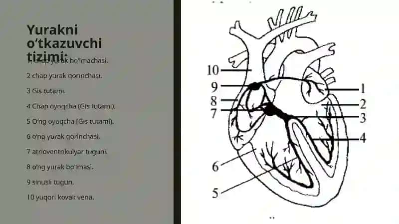 Aritmiya: belgilari, paydo bo’lish sabablari, turlari va davolash usullari 3