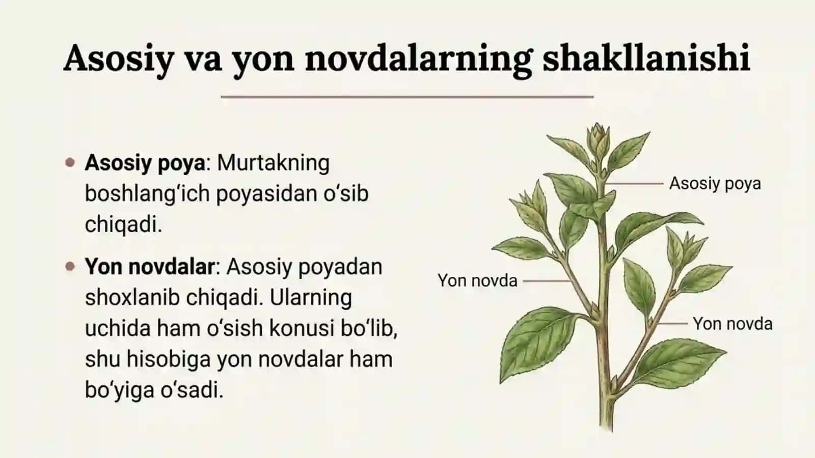 Novda tizimining shakllanishi 3