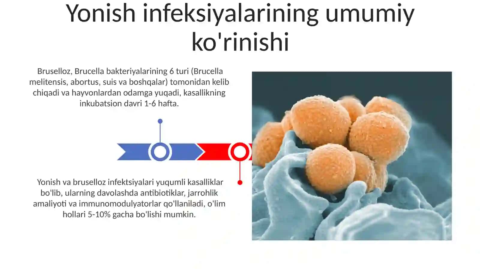 Ôta xavfli infeksiyalari.Kuydurgi,brusellyoz qôzğatuvchilari 3