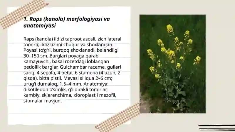 Raps biologiyasi va yetishtirish texnologiyasi 3