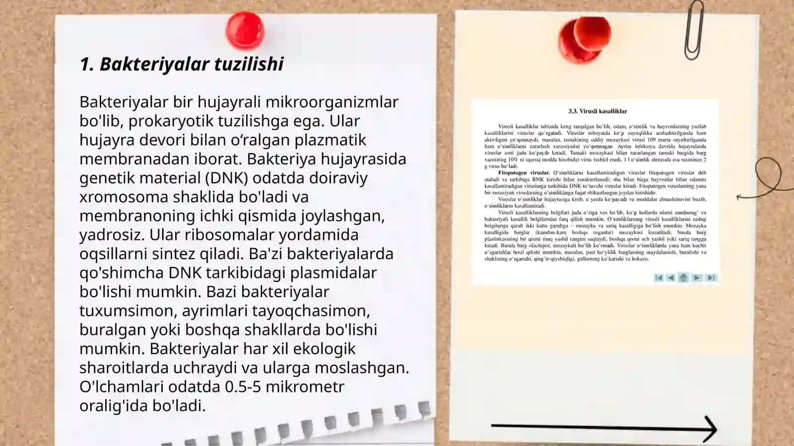 Bakteriyalar 3