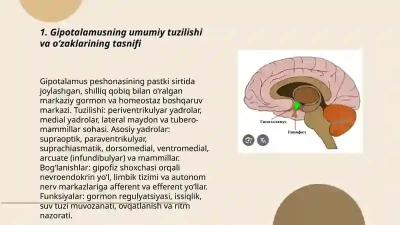 Gipotalamus oʻzaklari va ularning klinik ahamiyati 3