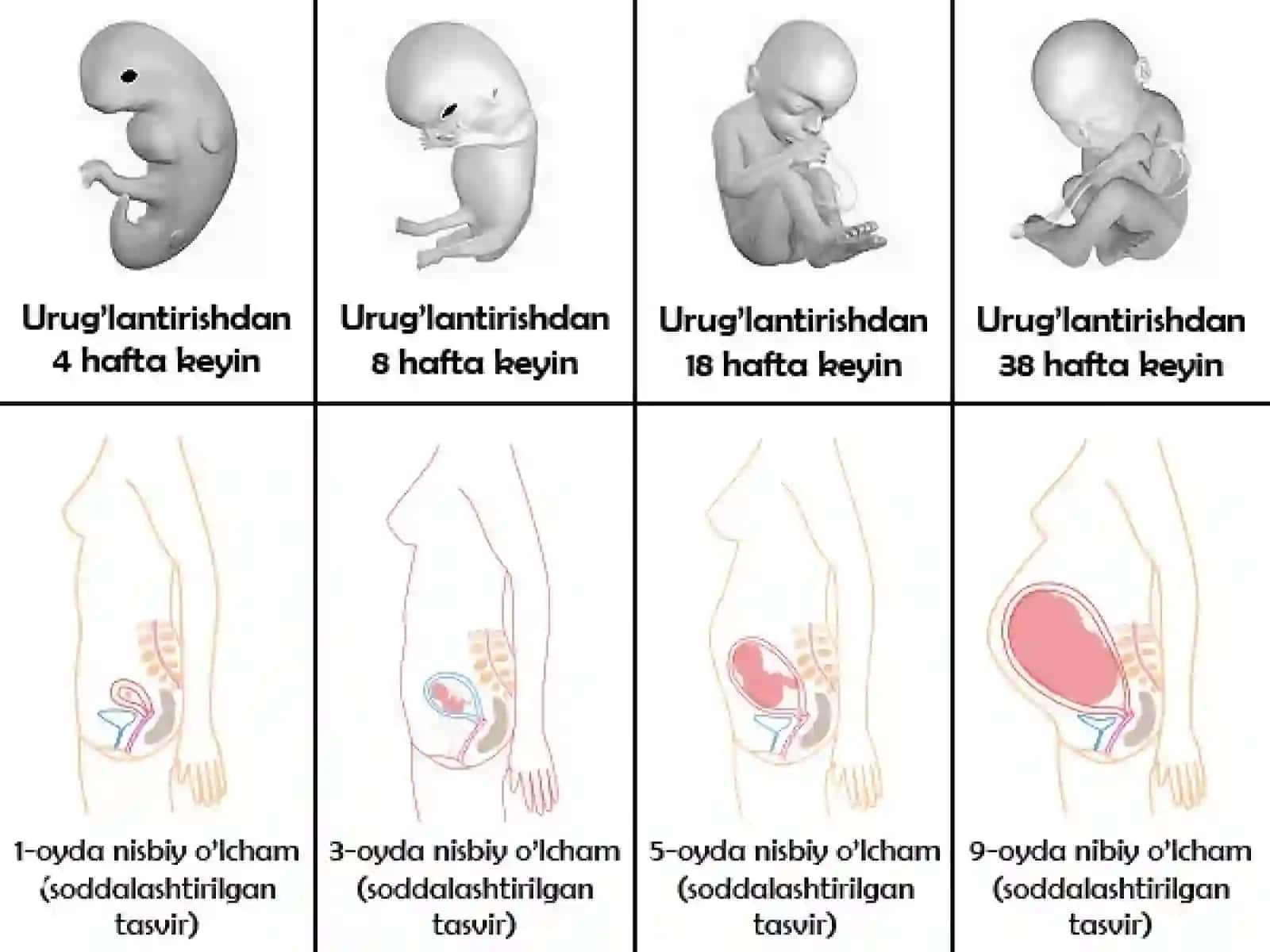 Homiladorlik muddatiga yetmasligi va muddatidan o‘tib ketishi tog'risidagi tushunchalar.Etiologiyasi,klinkasi,tashxislash.Tasnifi."Chin" va "Soxta" muddatidan o'tib ketgan homiladorlik tog'risida tushunchalar 3