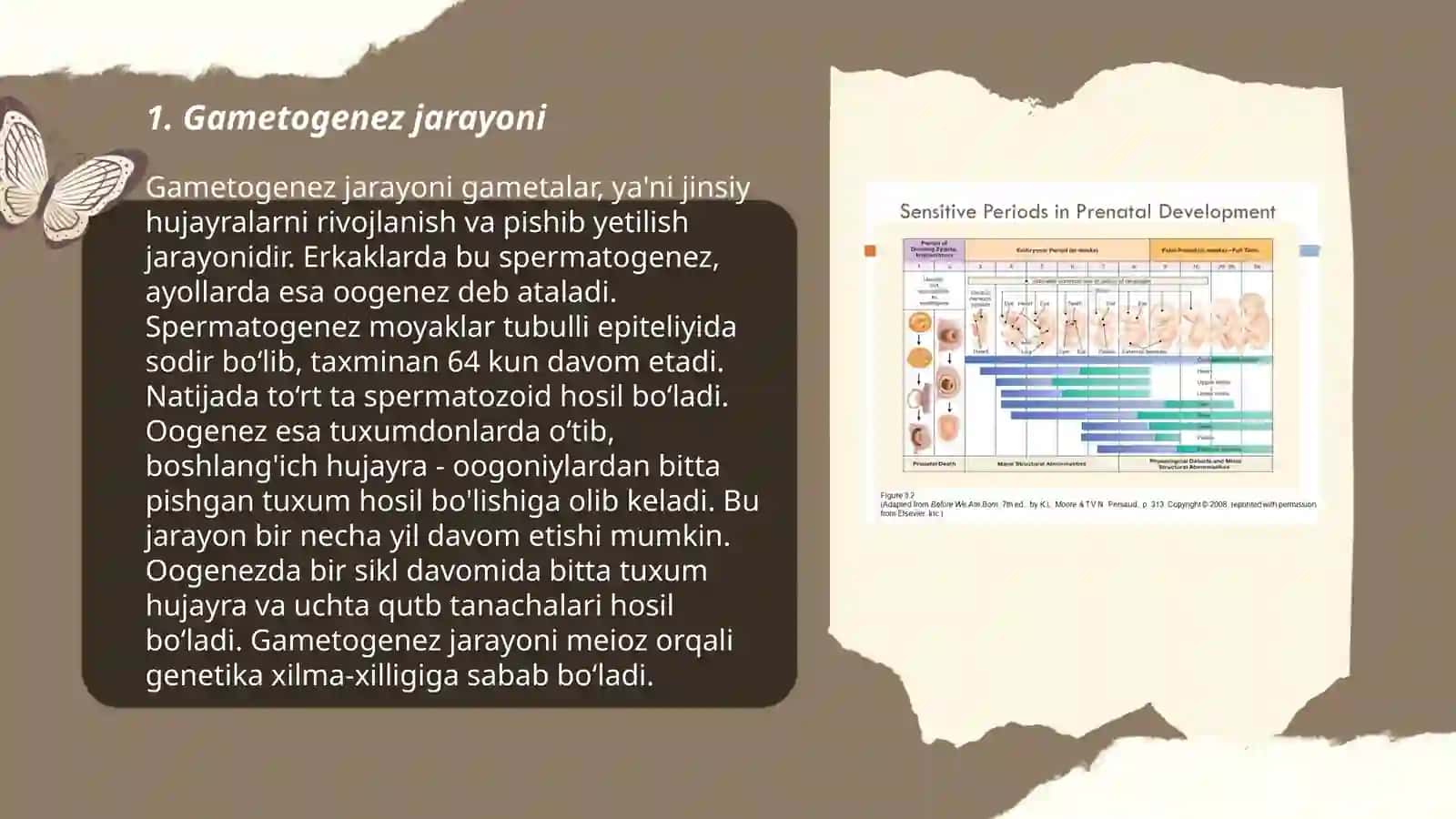 Odam embriogenezining qaltis davrlari 3