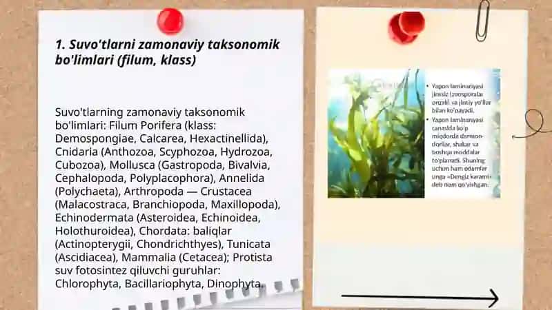 Suvo'tlarni zamonaviy sistematik bo'limlari va kategoriyalari 3
