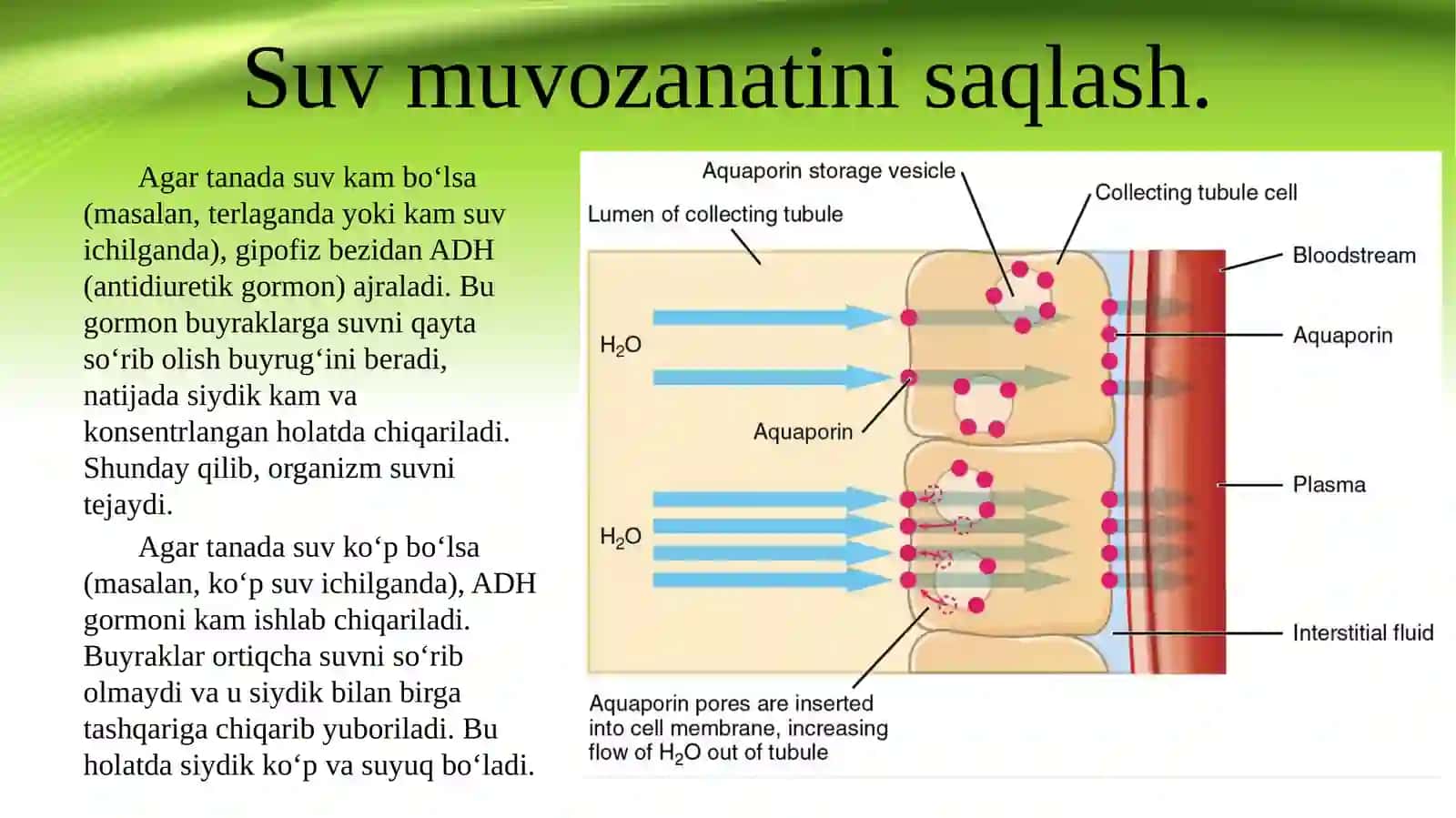 Ayiruv tizimi fiziologiyasi 3