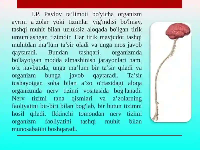 Nerv sistemasining tuzilishi 3