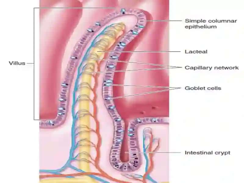 The small intestine 3