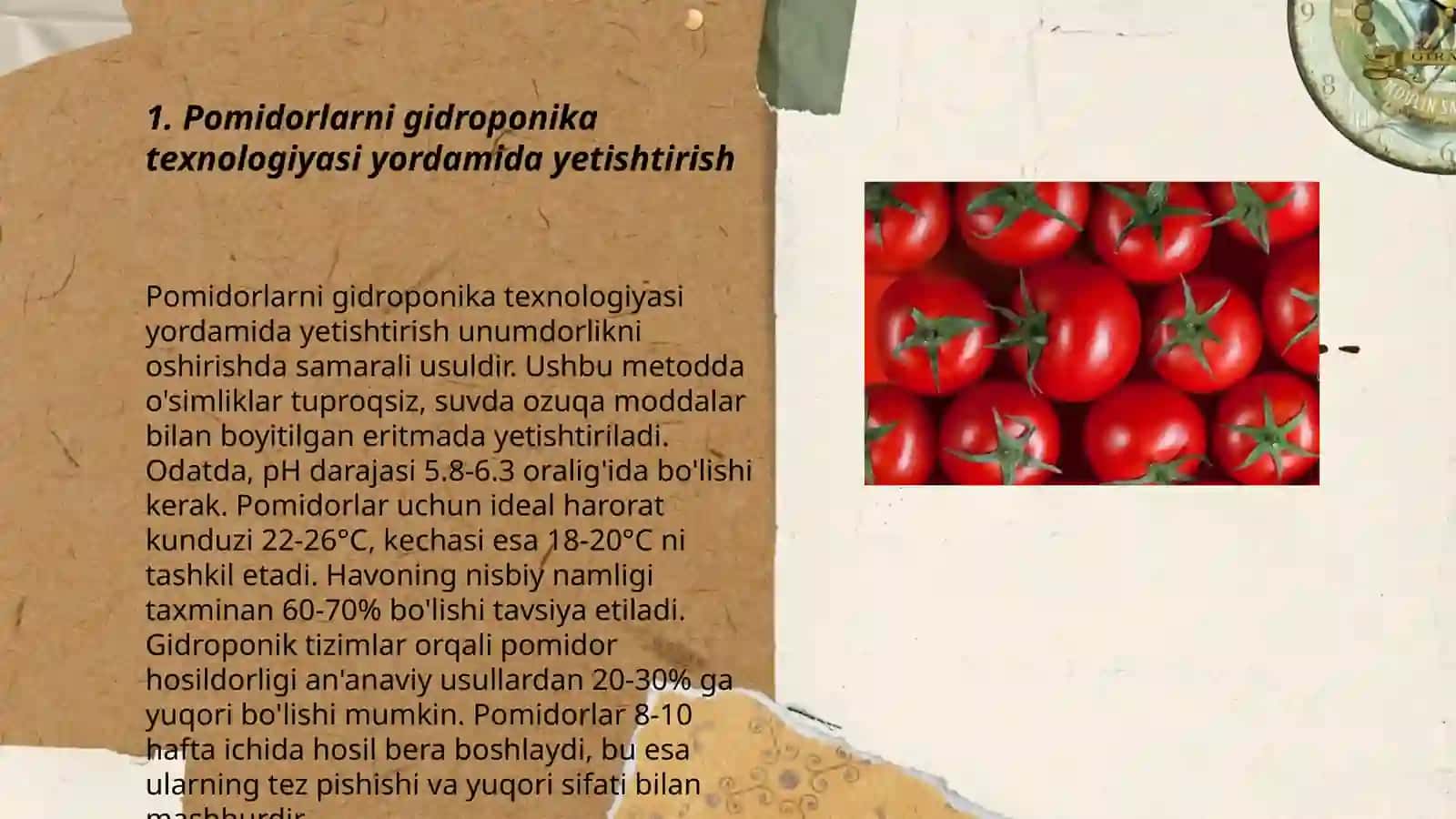 Pomidorni innovation texnologiyada asosida yetishtirish 3