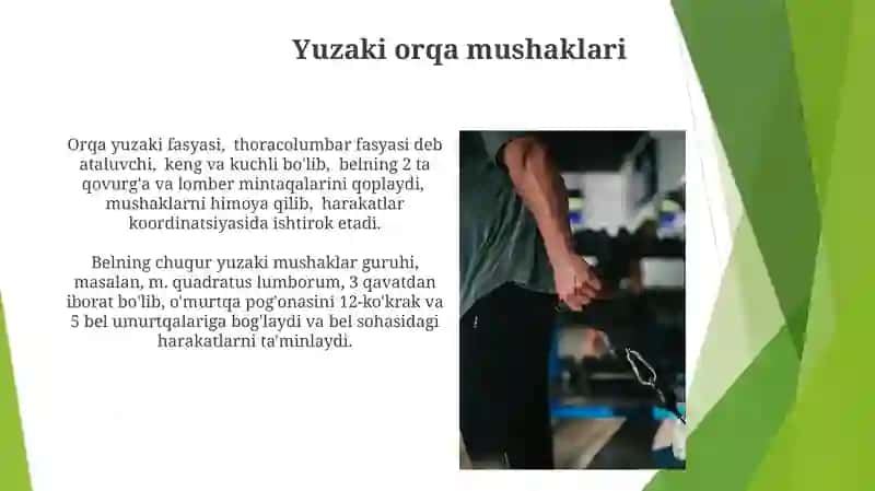 Tananing orqa sohasidagi mushaklar va fatsiyalar 3