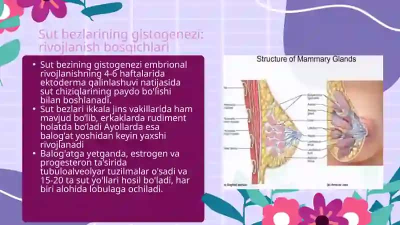 sut bezlari 3
