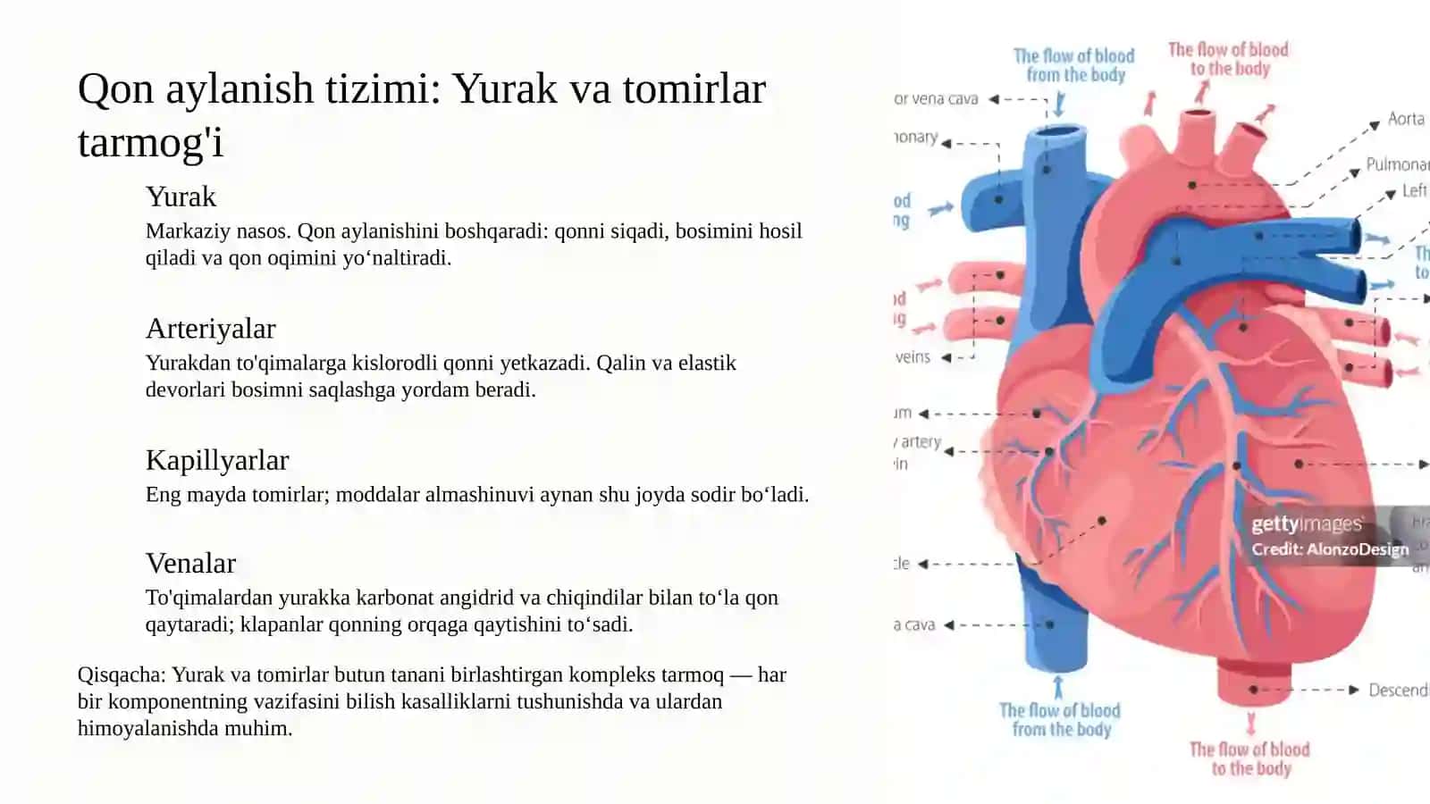 Qon aylanish azolari tizimi, Hayot davom etishi sirlari 3