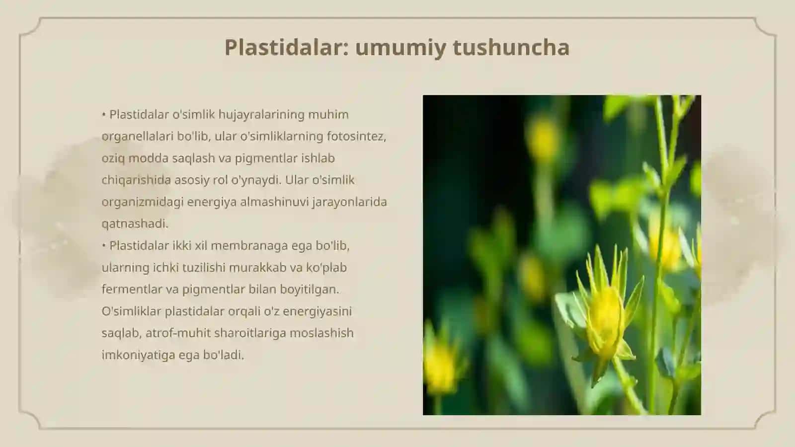 Plastidalarni oʻsimlik organizmidagi ahamiyati 3