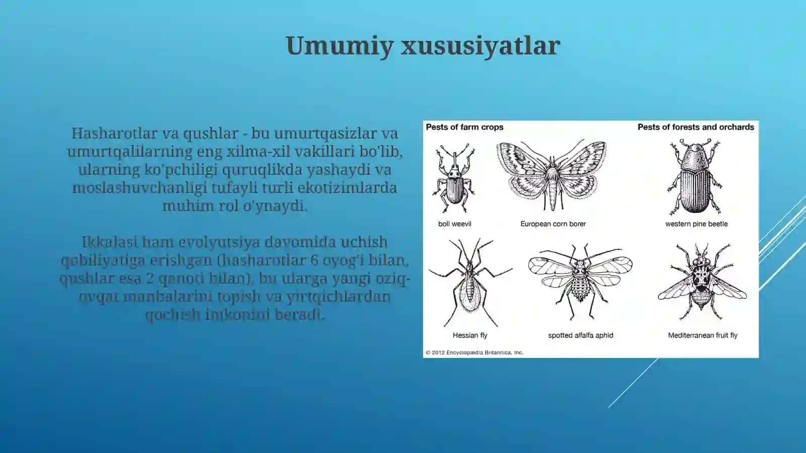 Hashoratlarsinfi.Qushlar 3
