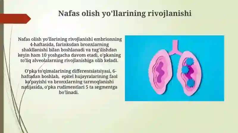 Nafas olish organlari taraqqiyoti 3