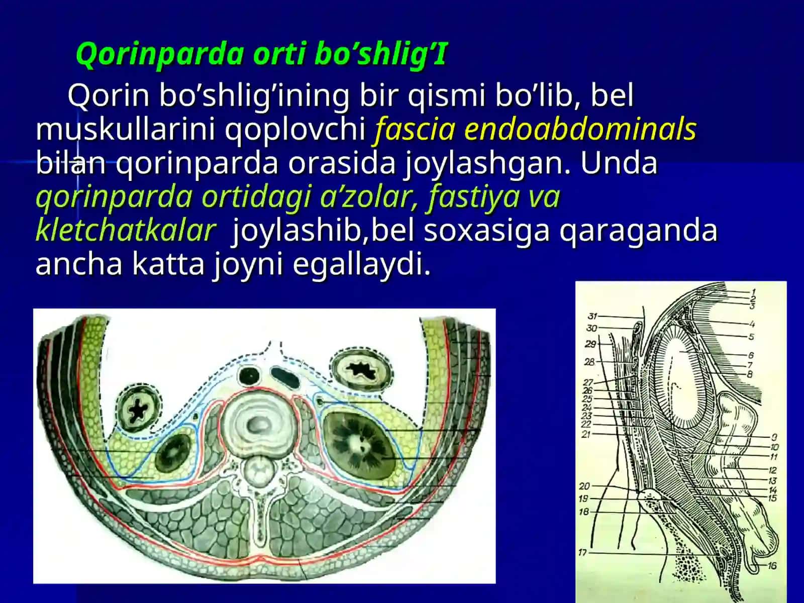 BEL SOXASI VA QORINPARDA SOXASI ORTI BO’SHLIG’INING JARROXLIKANATOMIYASI. BUYRAK VA SIYDIK YO’LLARIDA OPERATSIYALAR 3