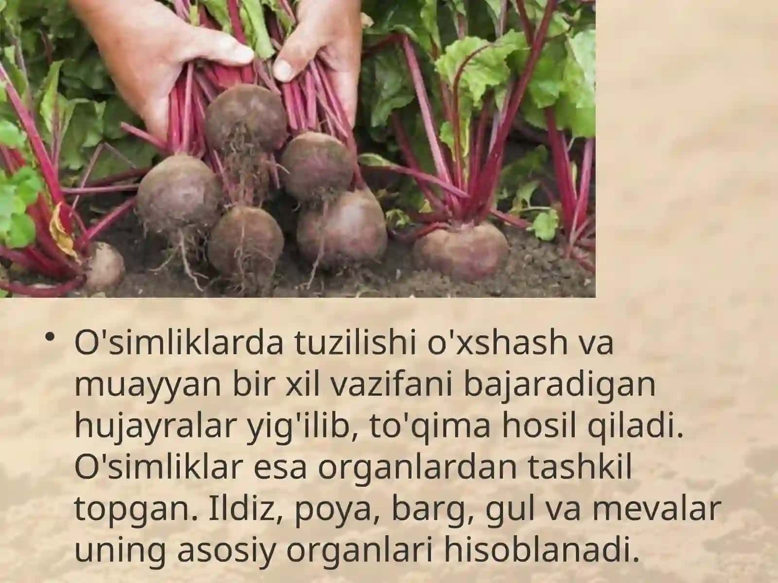 6-sinf Botanika O'simlik - yaxlit organizm 3