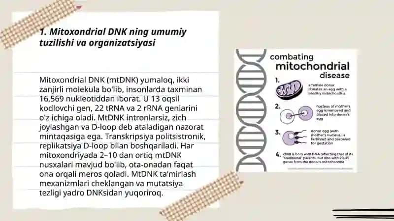 Mitoxondrial DNK tuzilishi va mitoxondrial kasalliklar 3
