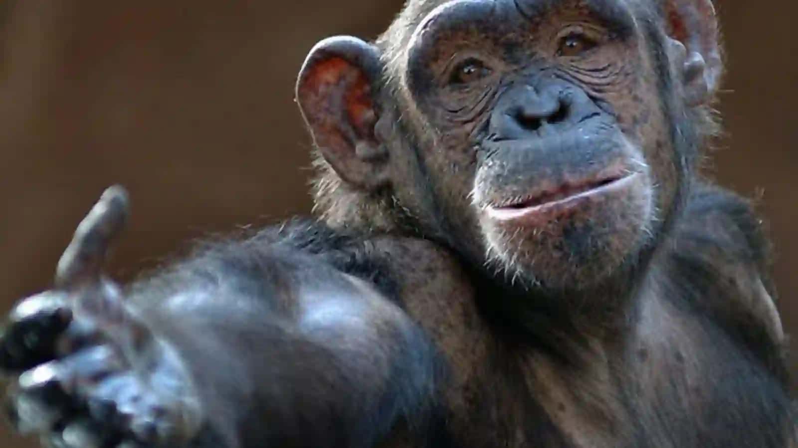 7-sinf Zoologiya 'Primatlar turkumi, sutemizuvchilarning ahamiyati' ko'rgazma 3