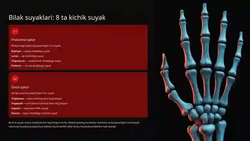 Bilak bo'g'imi tuzilishi: Anatomiya va funksiyalar 3