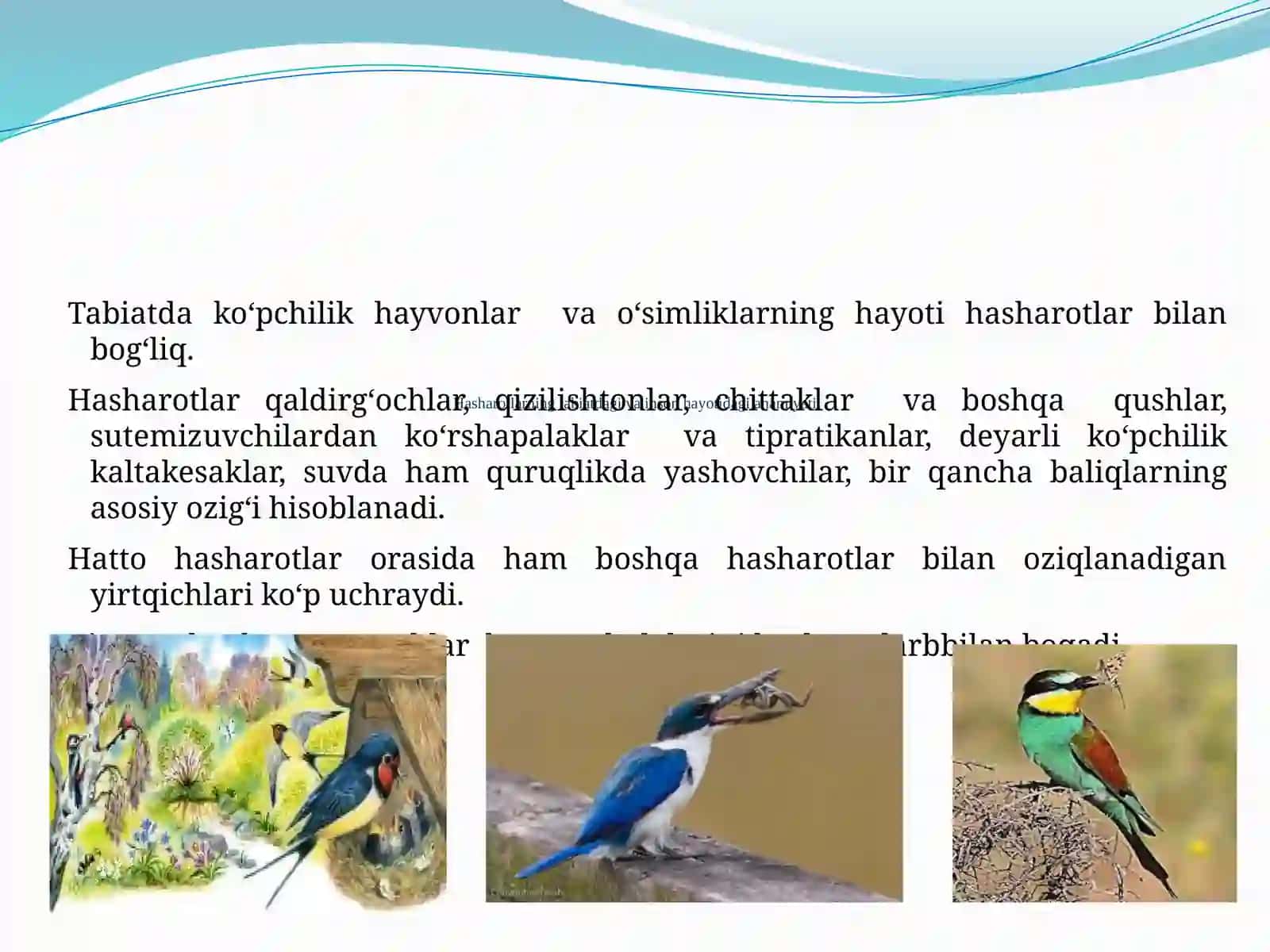 Hasharotlarning kelib chiqishi va ahamiyati 3