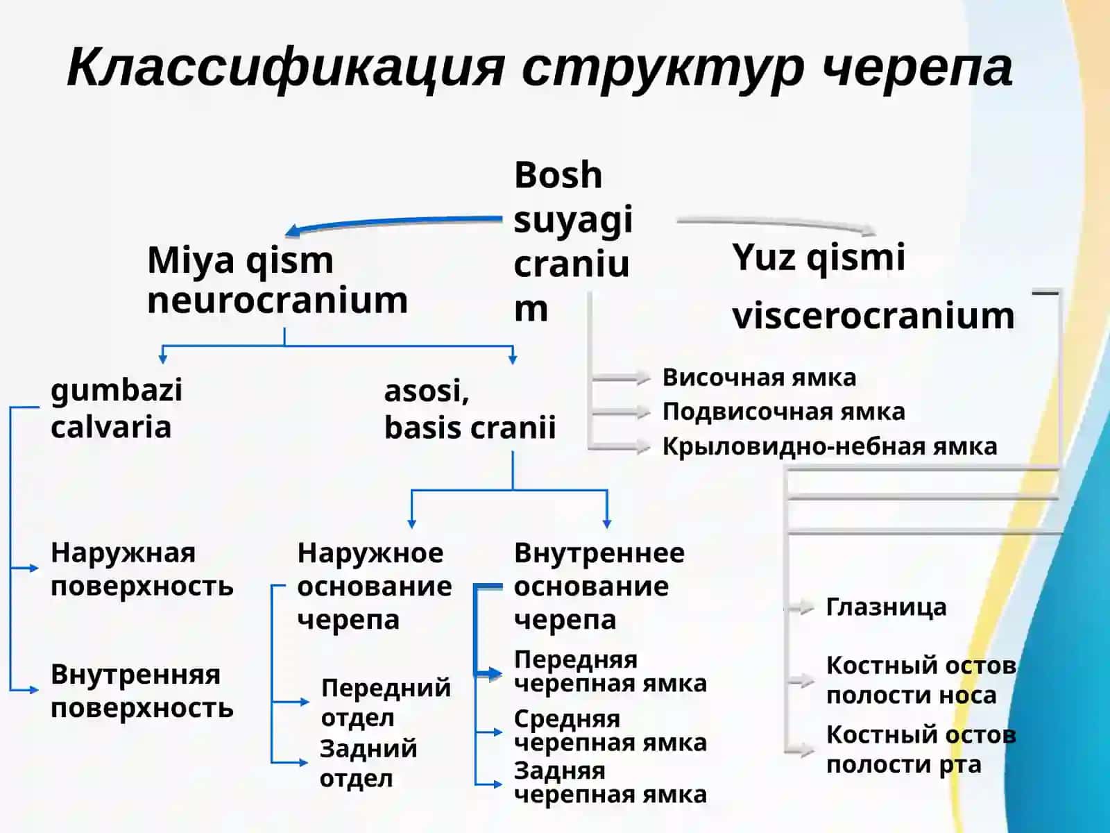 Boshning miya qismi topografik anatomiyasi va operativ xirurgiyasi 3