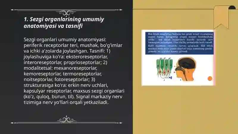 Inson sezgi organlari anatomiyasi, fizialogiyasi va patalogiyasi 3