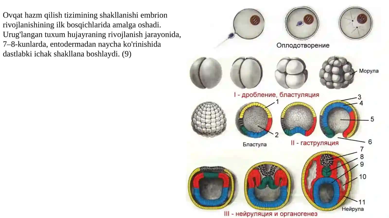 Splanxnologiyaga kirish. Ogʻiz boʻshligʻi. Til, soʻlak bezlari, yumshoq tanglay. Xalqum,Pirogov xalqasi 3