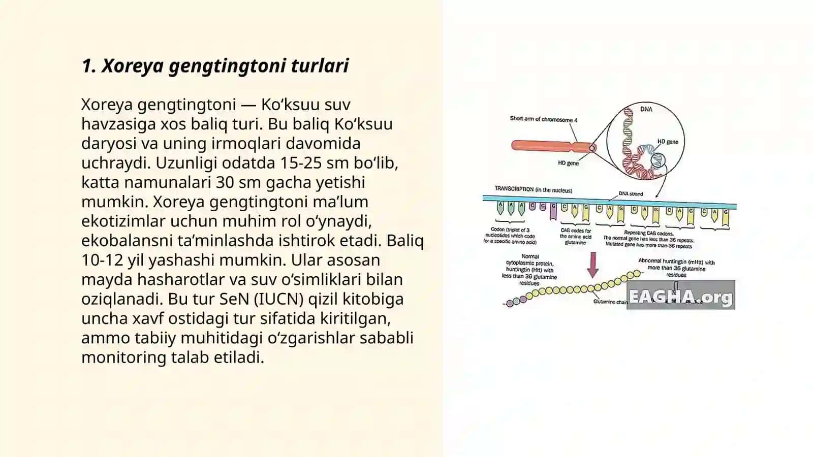 Xoreya gengtingtoni 3