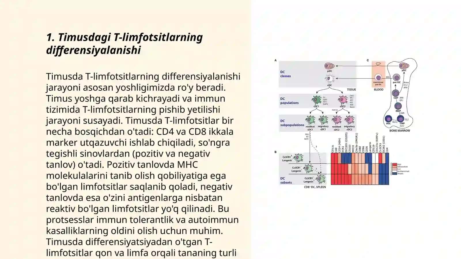 Timusdagi T-limfotsitlarning yetilish jarayoni (antigenga bog'liq bo'lmagan immunogenez) 3