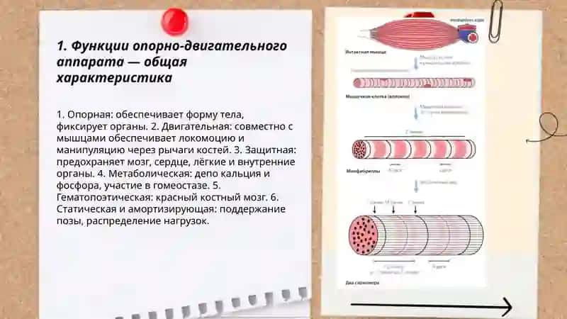 Функции опорно- двигательного аппарата 3