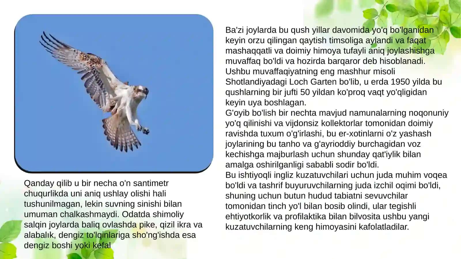 Pandion haliaetus 3