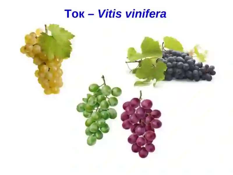 ТОК КАСАЛЛИКЛАРИ ВА УЛАРГА ҚАРШИ КУРАШ ЧОРАЛАРИ 3