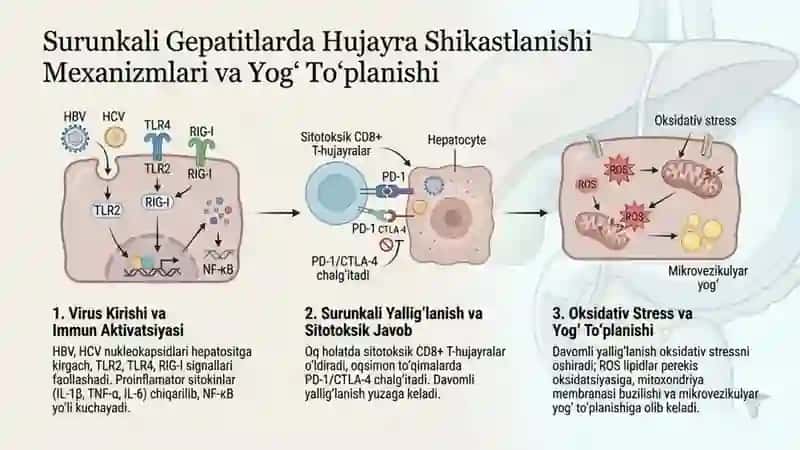 Surunkali gepatitlar xoletsistit va yogʻlar hazmlanishi buzilishining klinik patofiziologik aspektla 3