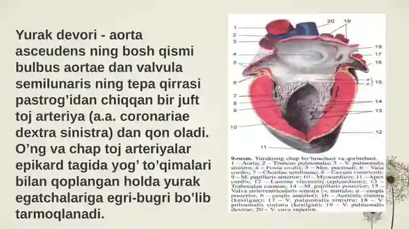 Qon tomirlar sistemasi 3