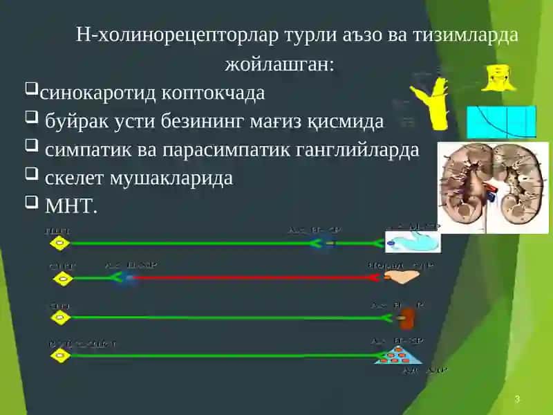 Н-холинорецепторлар ва Таъсир Этувчи Воситалар 3