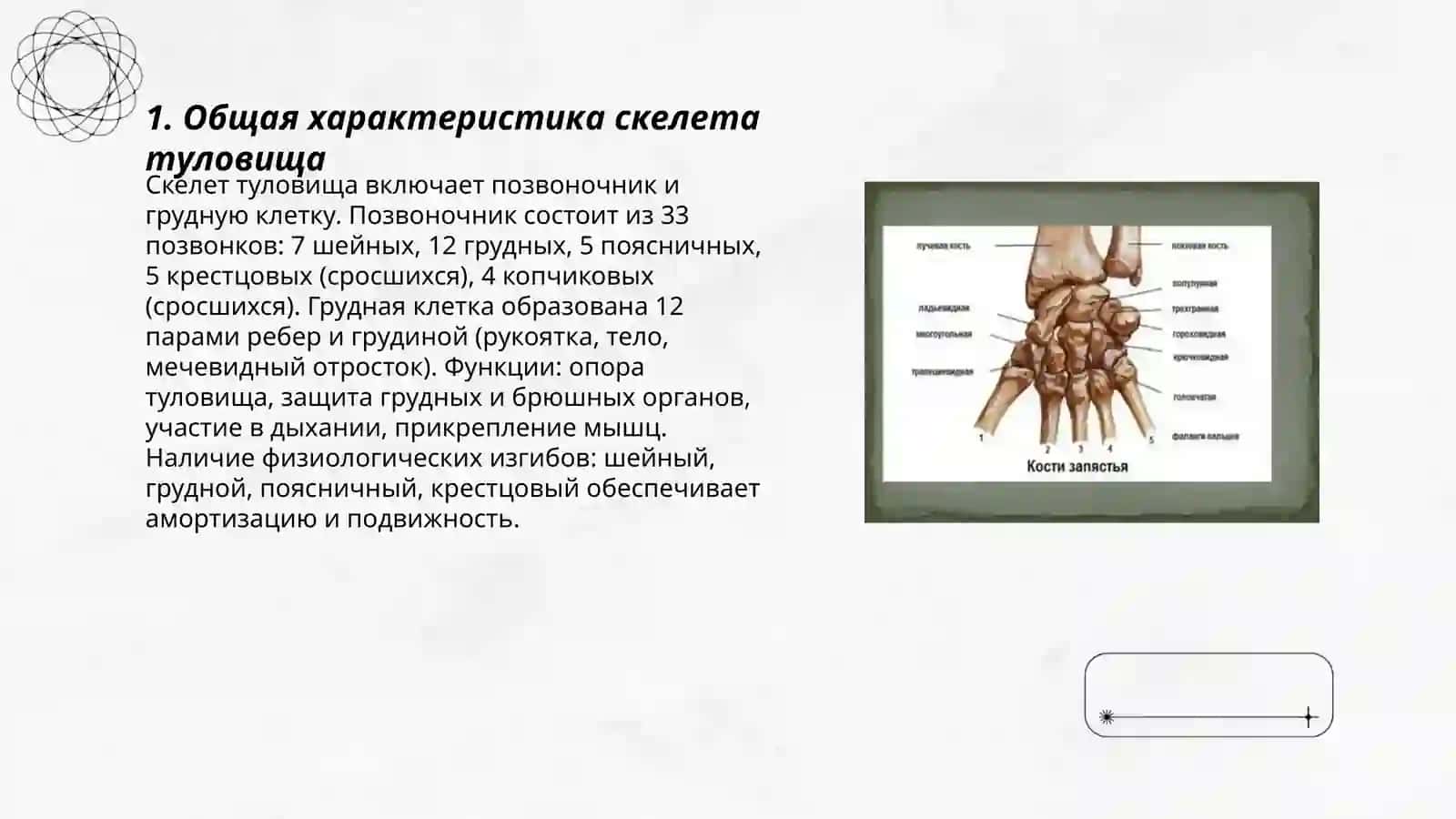Скелет туловища 3