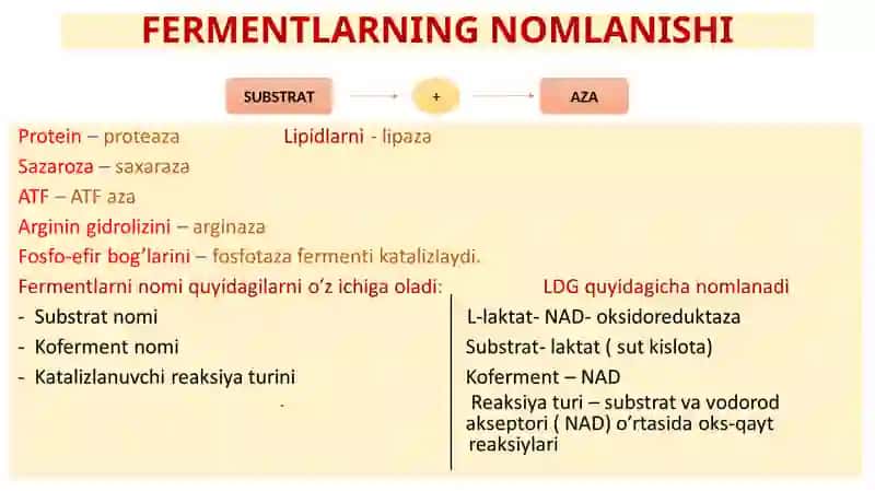 FERMENTLAR TUZILISHI, XOSSALARI VA TIRIK ORGANIZMLARDA AHAMIYATI VA VAZIFALARI 3
