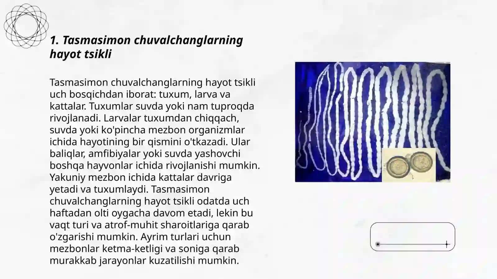 Tasmasimon chuvalchanglar odam parazitlari:cho’chqa qaromol solityori pakana gijja sirfar lentasimon chuvalchanglar 3
